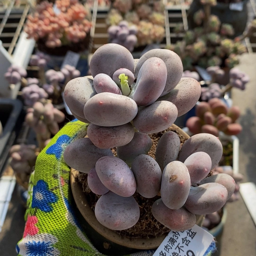 欢*大叶奶酪979/8c m