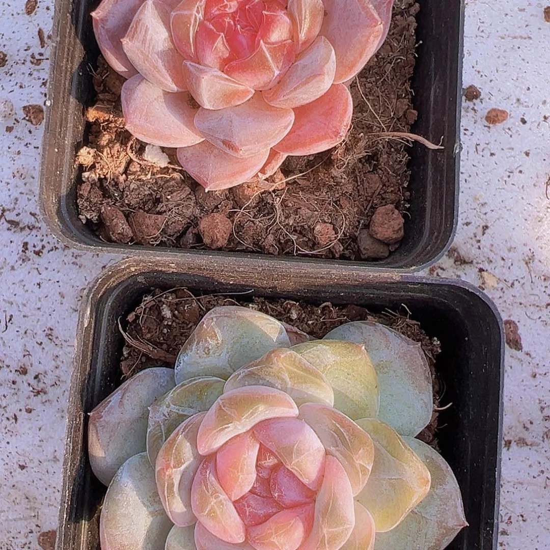 精品冰魄组合2盆19