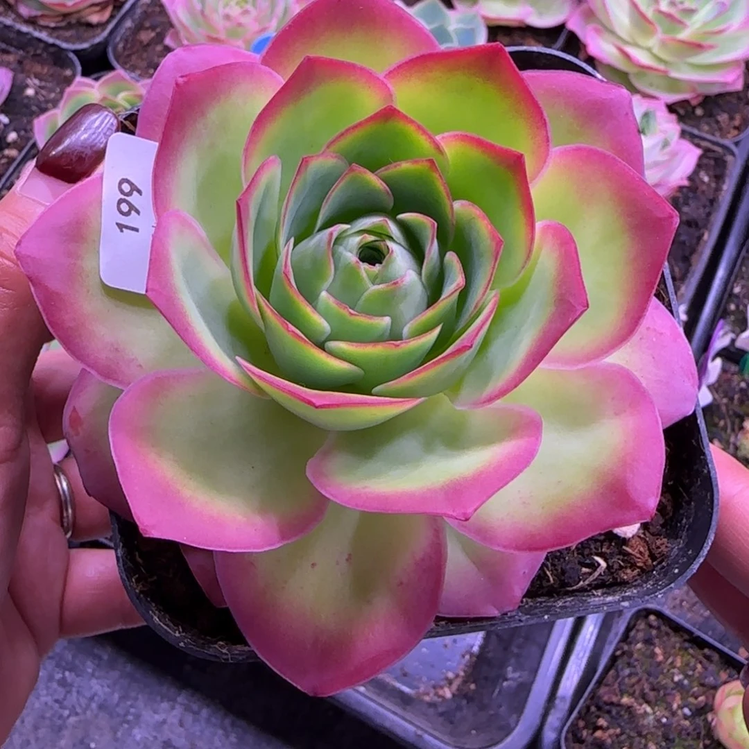 魅影玫瑰十方杯优选199