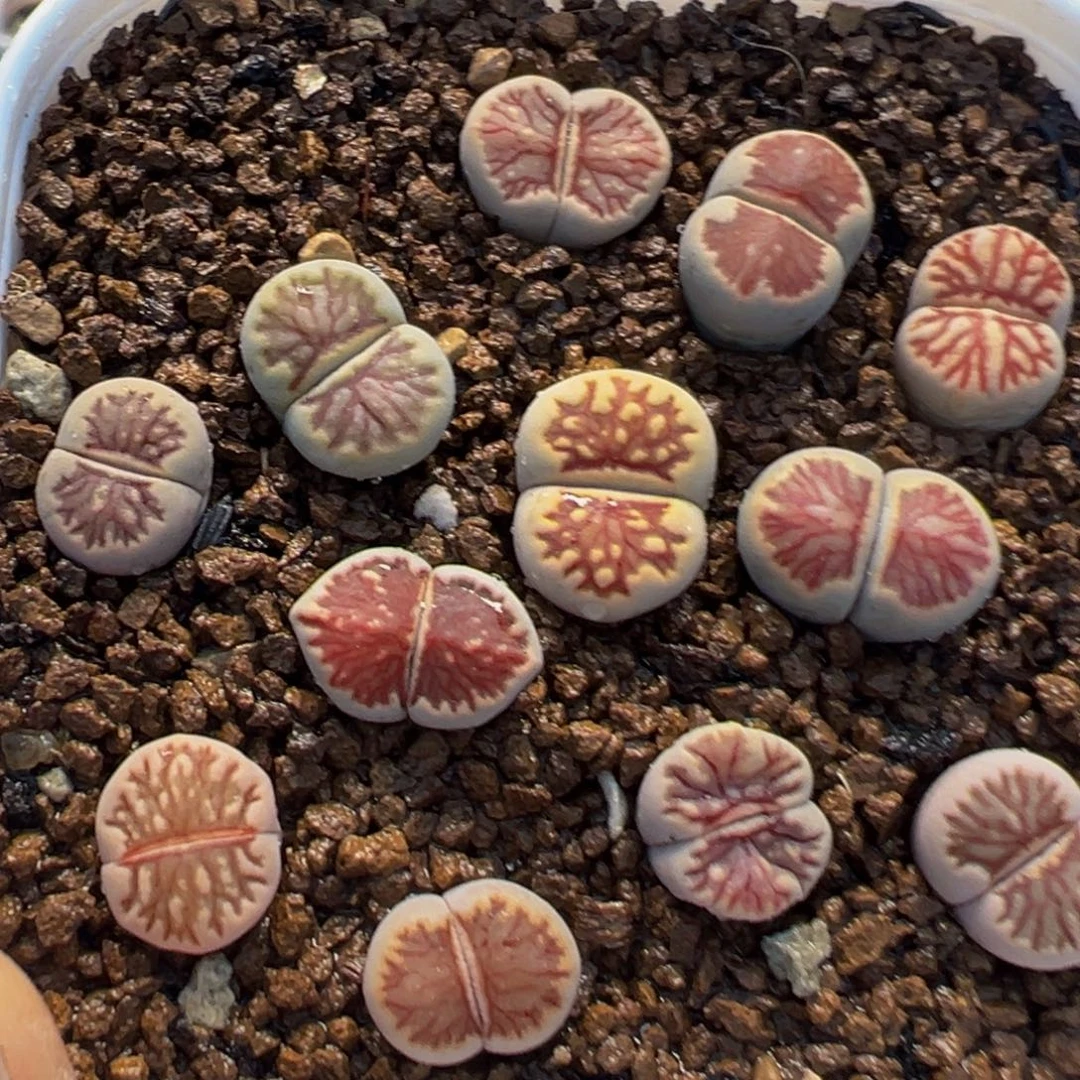 88多肉植物百科植物