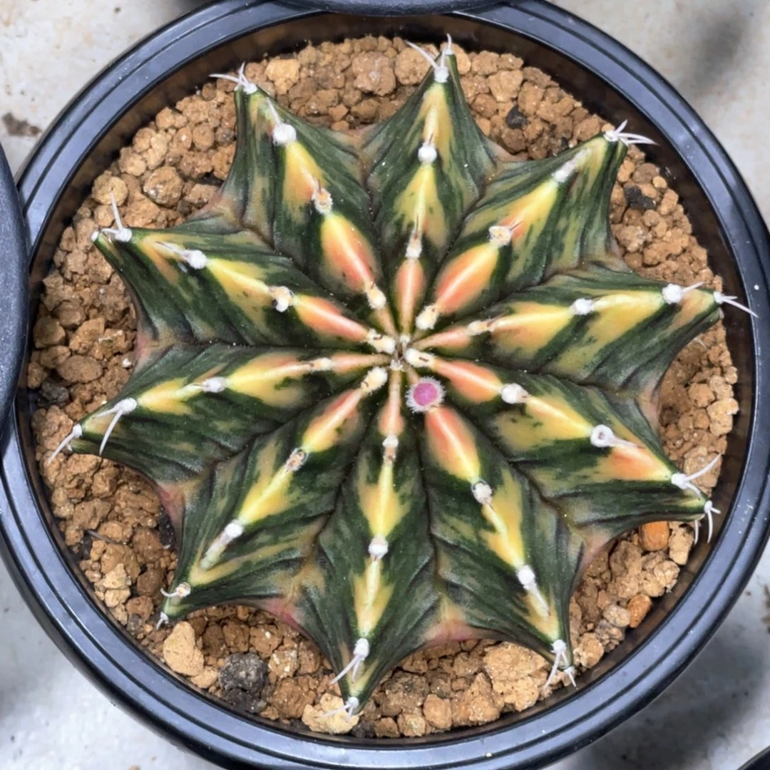 当前无花朵，栽培后可花朵臀锦规律虎斑背锦