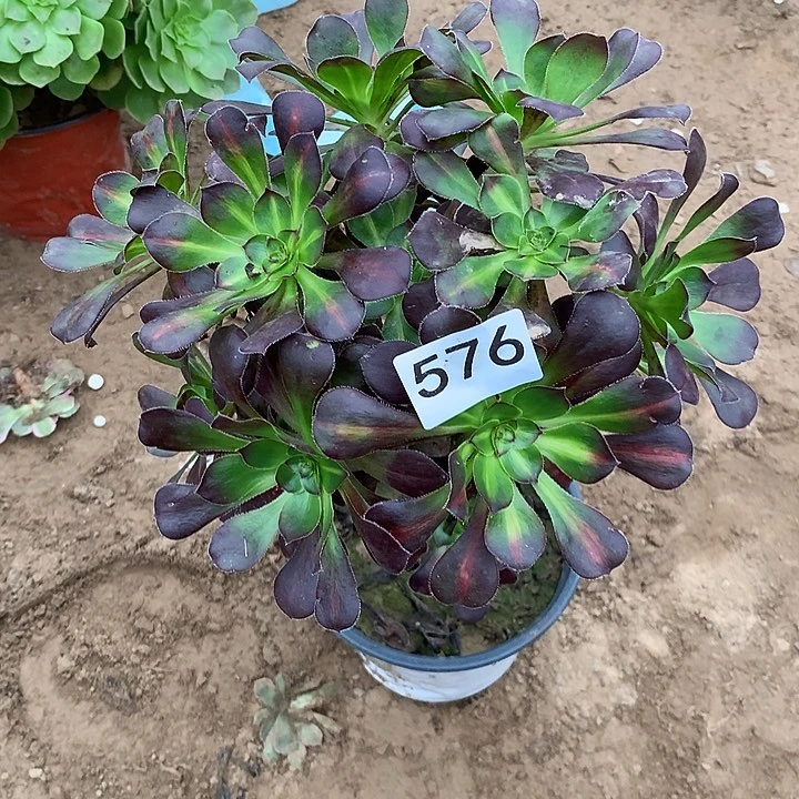 无花朵576晚霞多肉植物