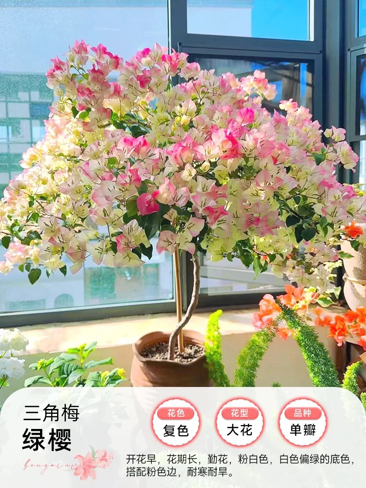 【绿樱】三角梅含盆喜阳盆栽阳台庭院花园爬藤植物樱花粉色