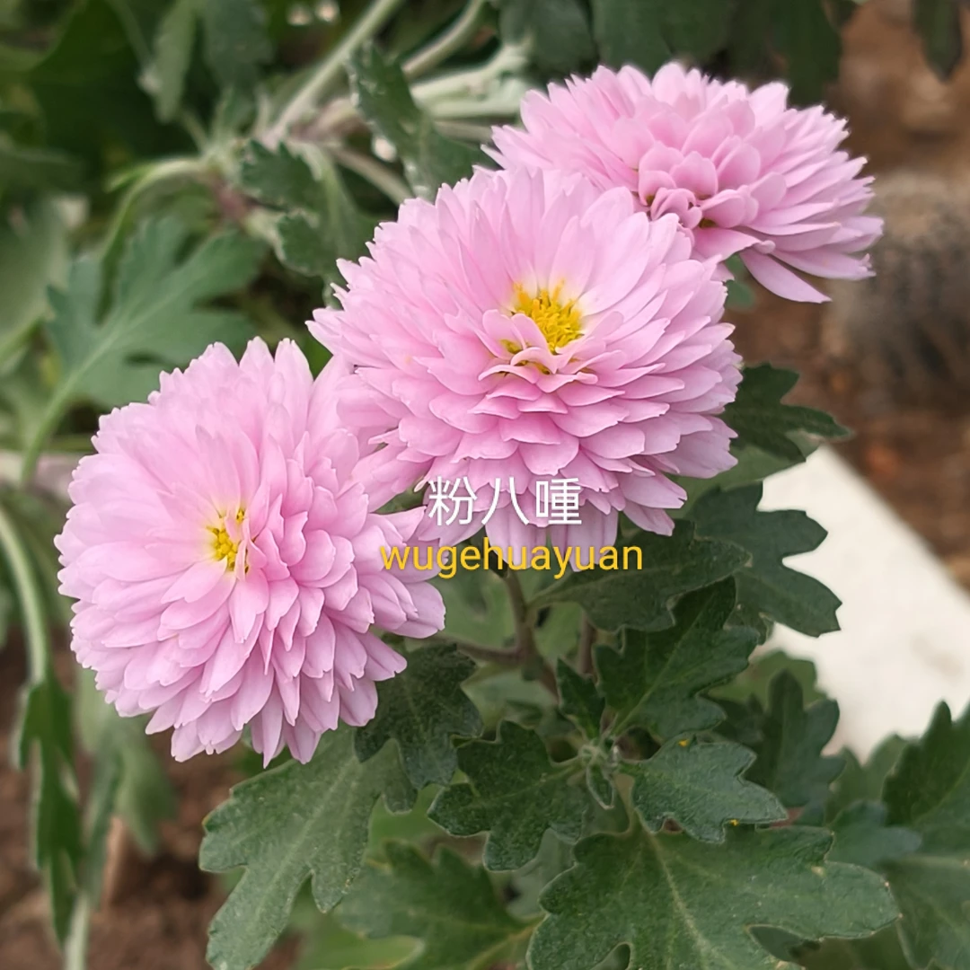 木本菊粉八喠盆栽多年生带花苞好养适合室内室外