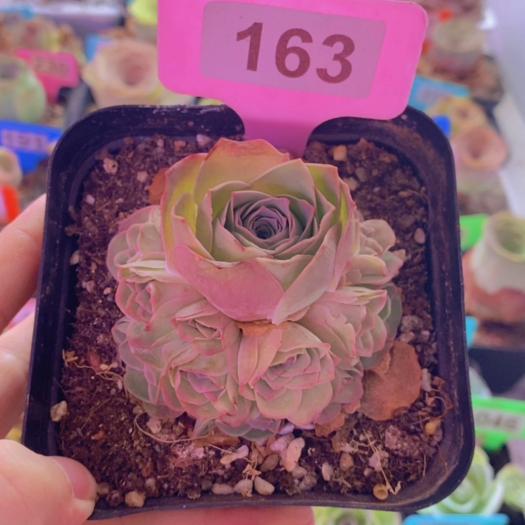 山地玫瑰一物一拍紫芙163