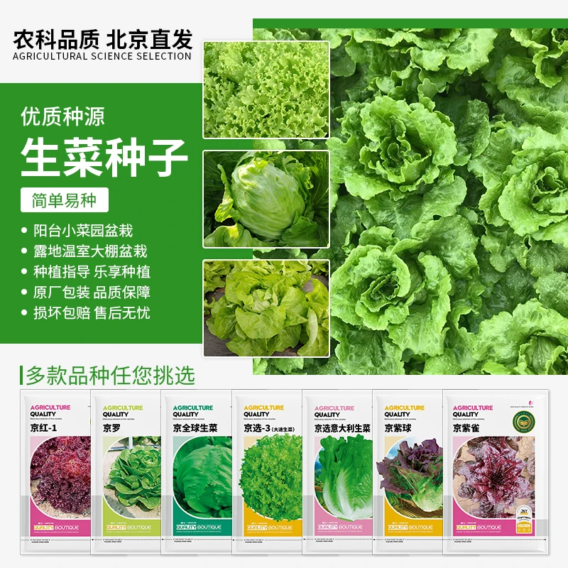 【农科院推荐】四季生菜种子玻璃结球生菜四季蔬菜种子蔬菜种子正品
