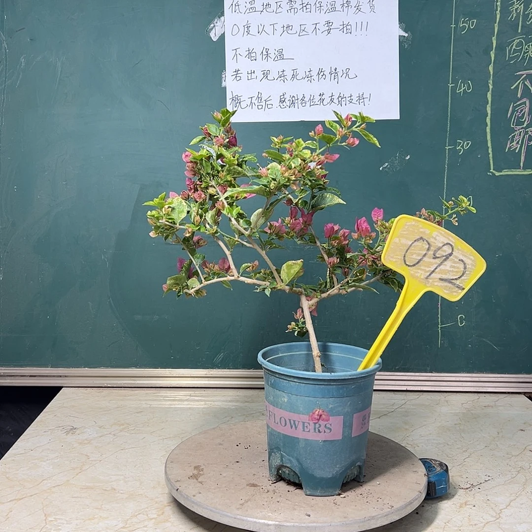 完全开放斑叶米罗092