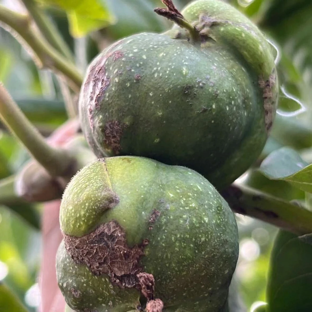 文玩青皮核桃定制商品