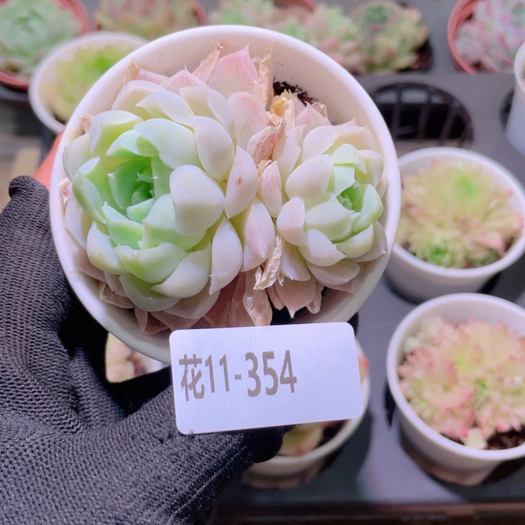 花利美11-354白月影