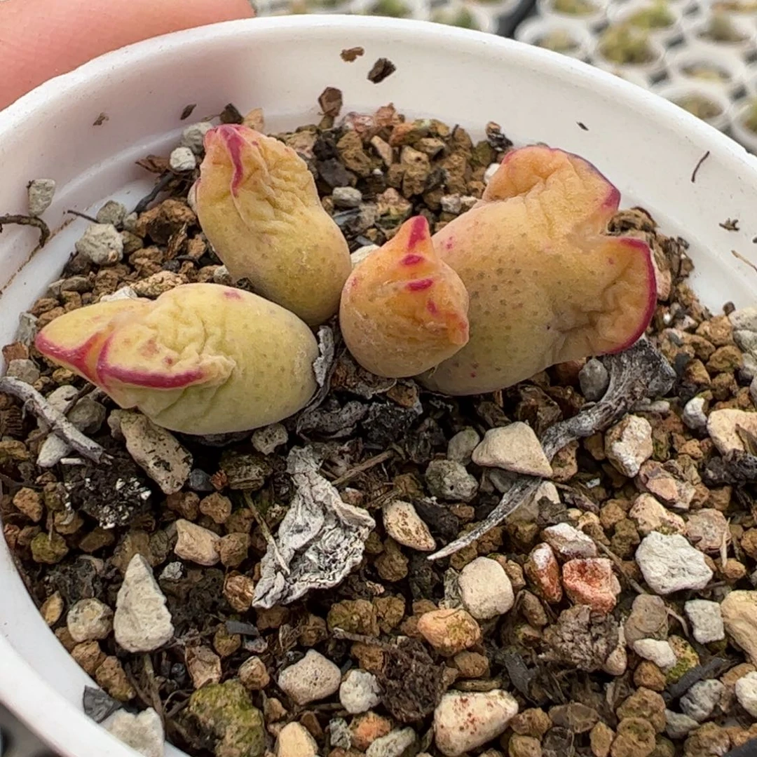 062多肉植物百科