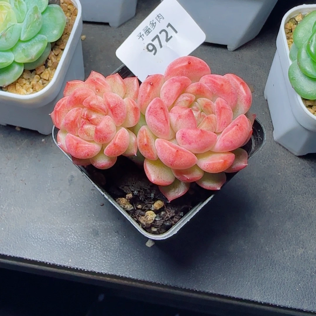 长杆子甜心，9721多肉植物