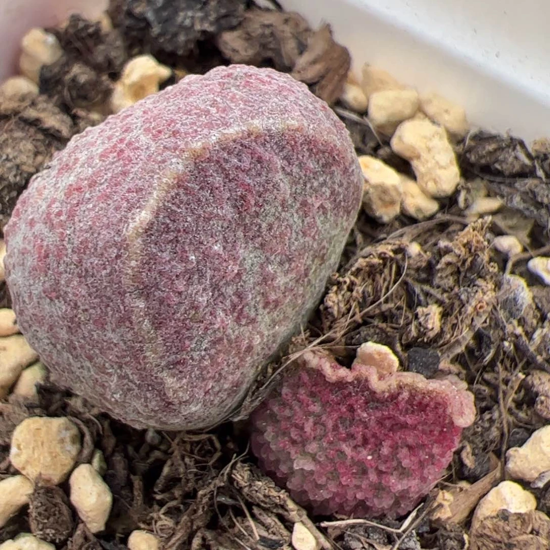 豪***?豪克里里多肉植物水泡多肉植物