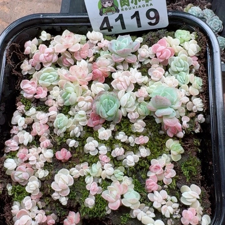 多肉植物多肉植物