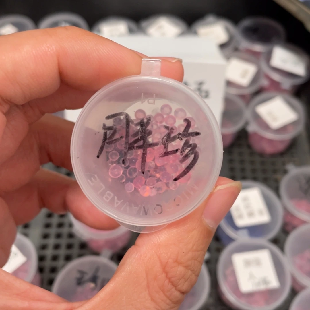 胖珍20粒种子，胖宝近亲