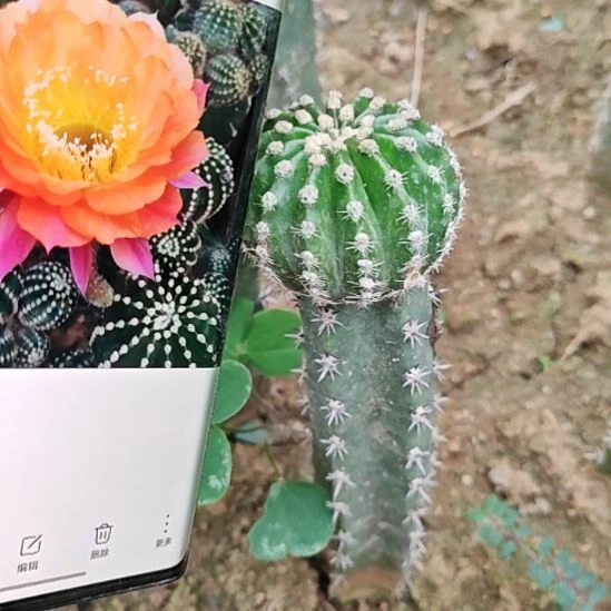 彩草短毛七秀普嫁接福