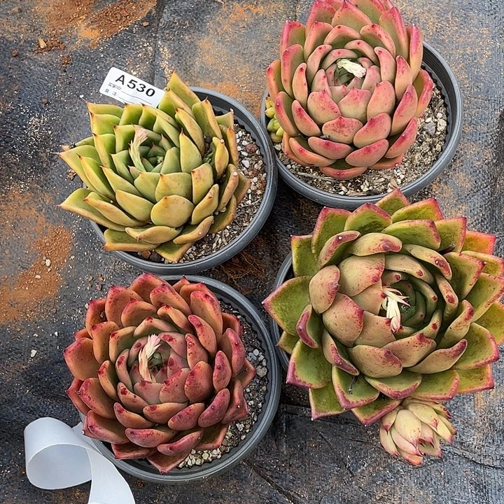 若如东云组拍A529