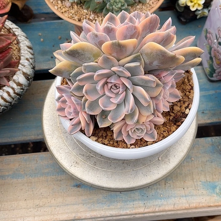 小****多肉植物一物一拍