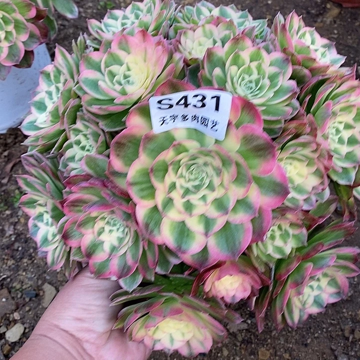 风***年多肉植物海仙431多肉