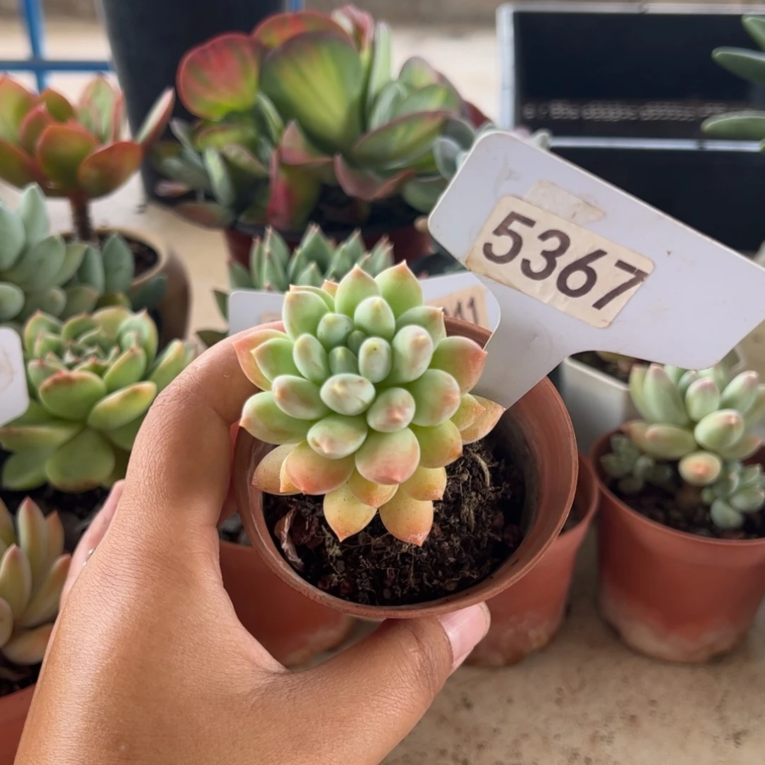 【闪购商品】菩提。 5367。 1111111111