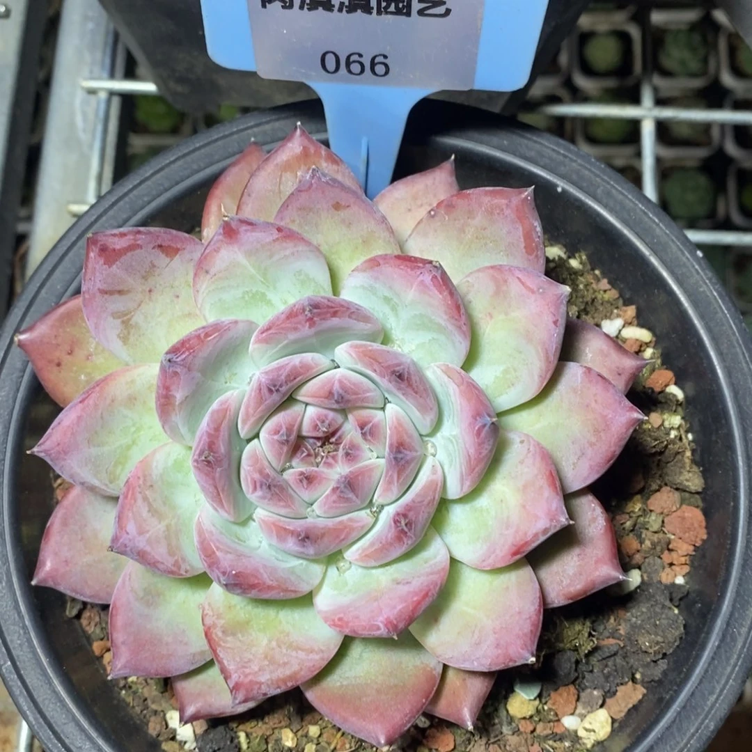 x066-多肉植物 原卡