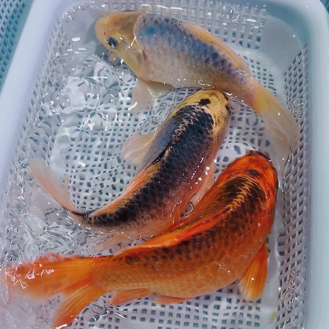 锦鲤锦鲤冷水鱼观赏鱼105