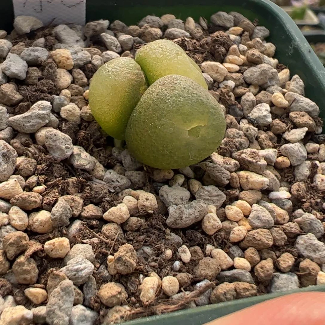 704 好看的多肉冲冲冲