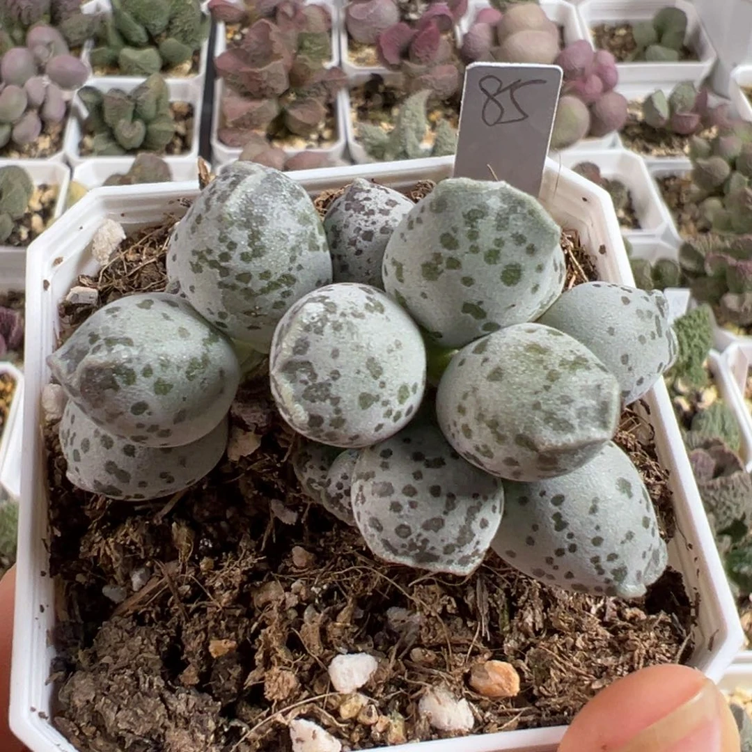 w丸叶海豹多肉植物水泡
