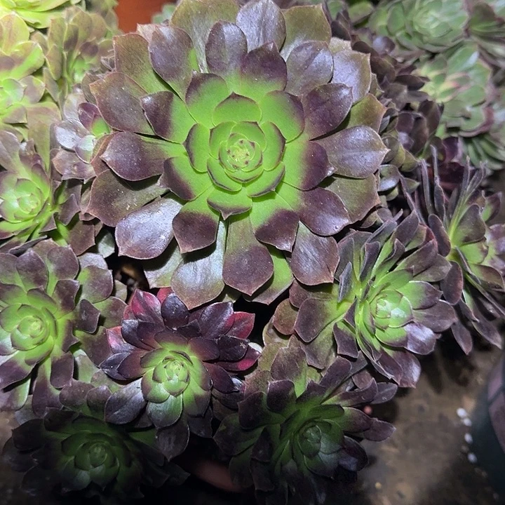 精品黑寡妇捧花开播福利26