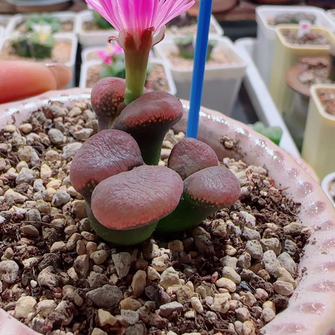 精品。 优选。 定。 粉