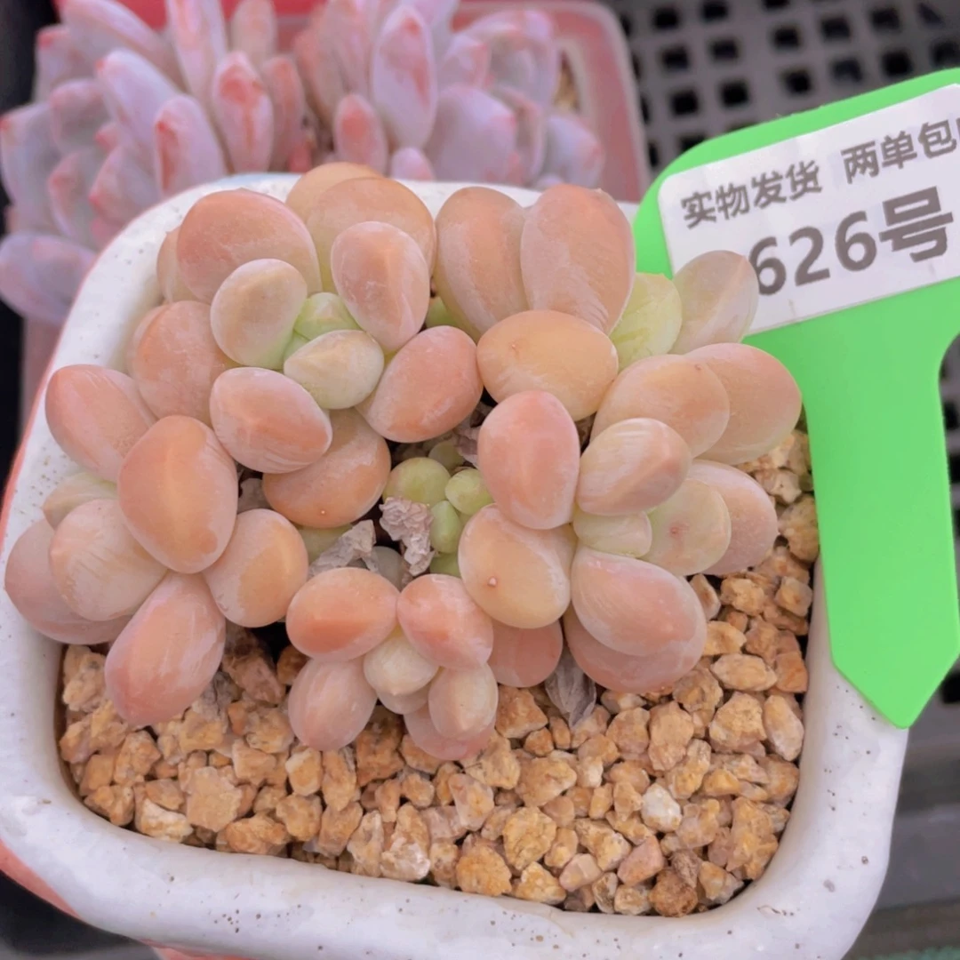 626号 奶糖老桩多头群