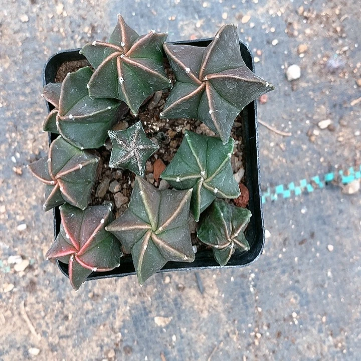 鸾凤玉一盆非常好看