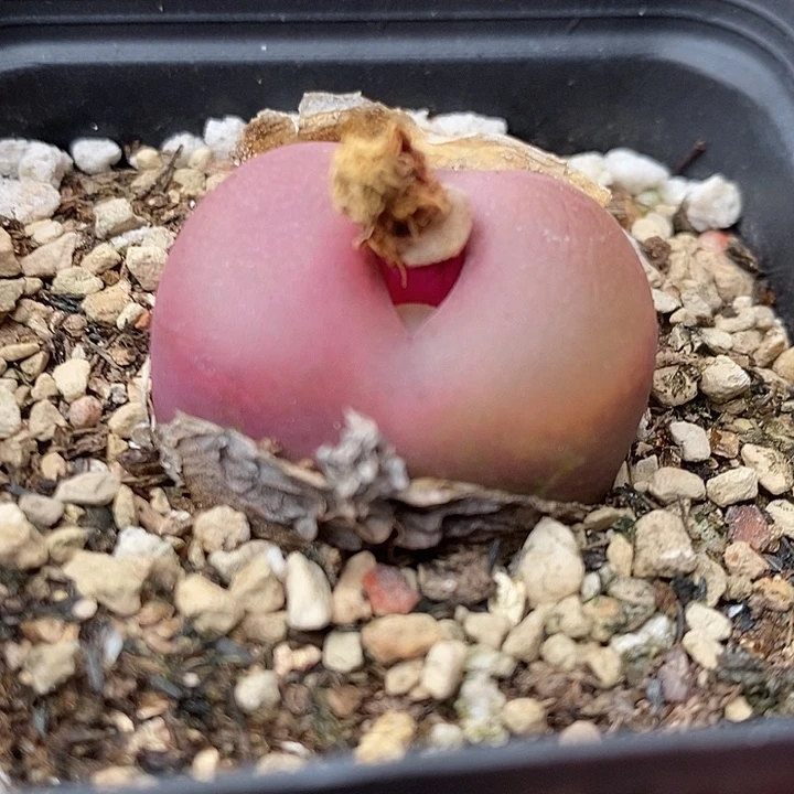 534母本单头带盆一颗