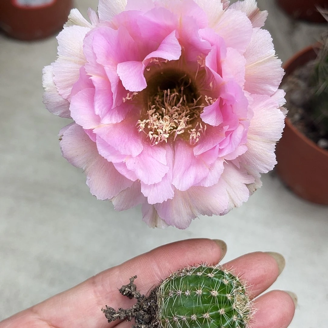 彩草523号有根2公分左右