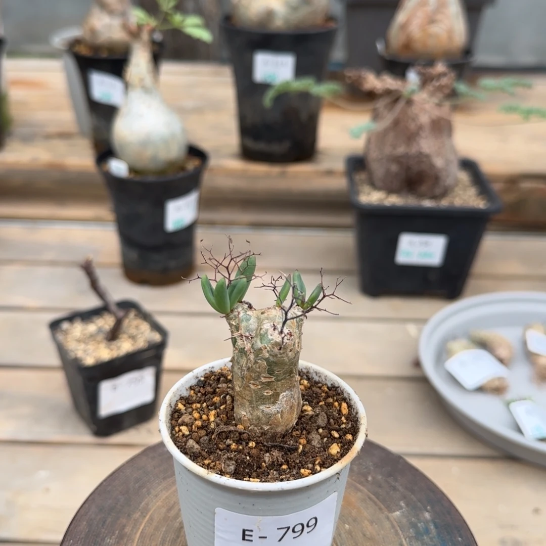 799万物想满50包邮