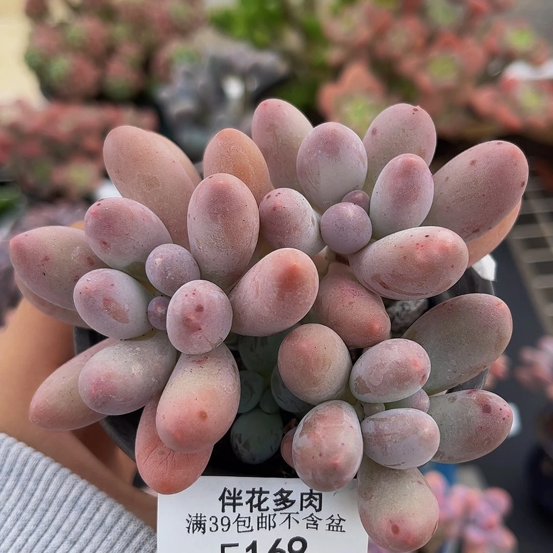 169-汤圆多肉8cm多肉