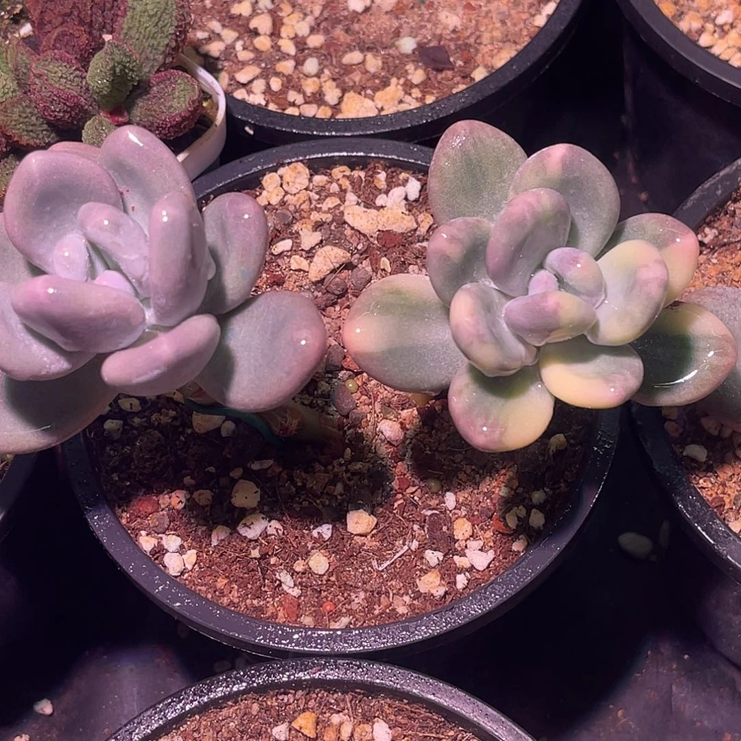 尚品园艺韩版奶酪锦老桩