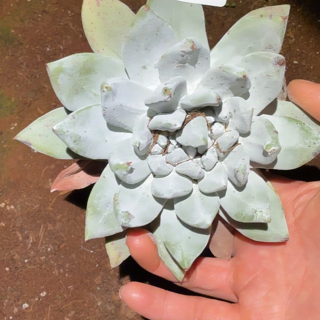 帕翠沙拇指3代仙女杯多肉福利