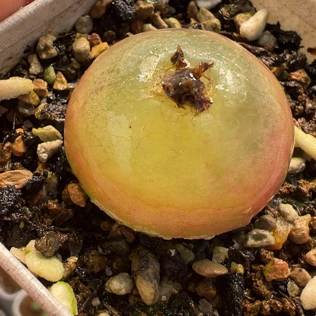 541多肉植物种类多样