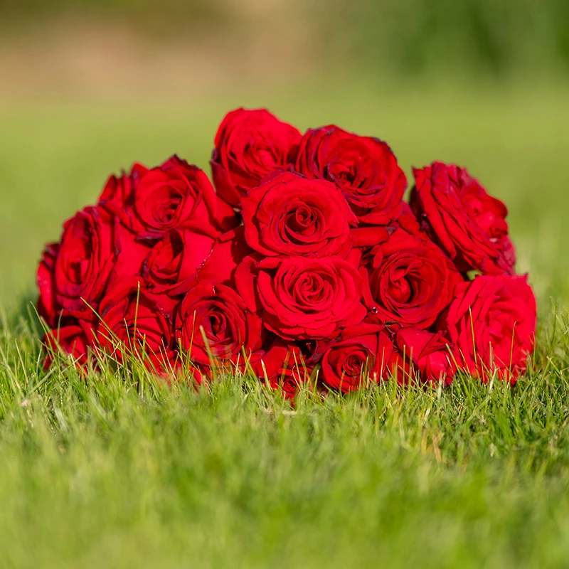 【天狼花卉庭院】卡罗拉 切花多季节开花灌木耐热花卉易种易养抗病