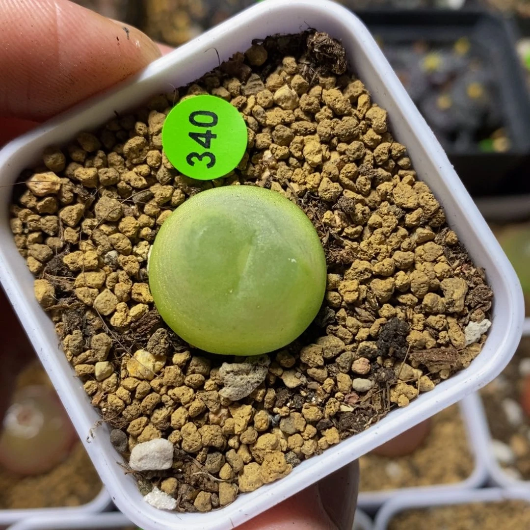 拉登2+多肉植物340