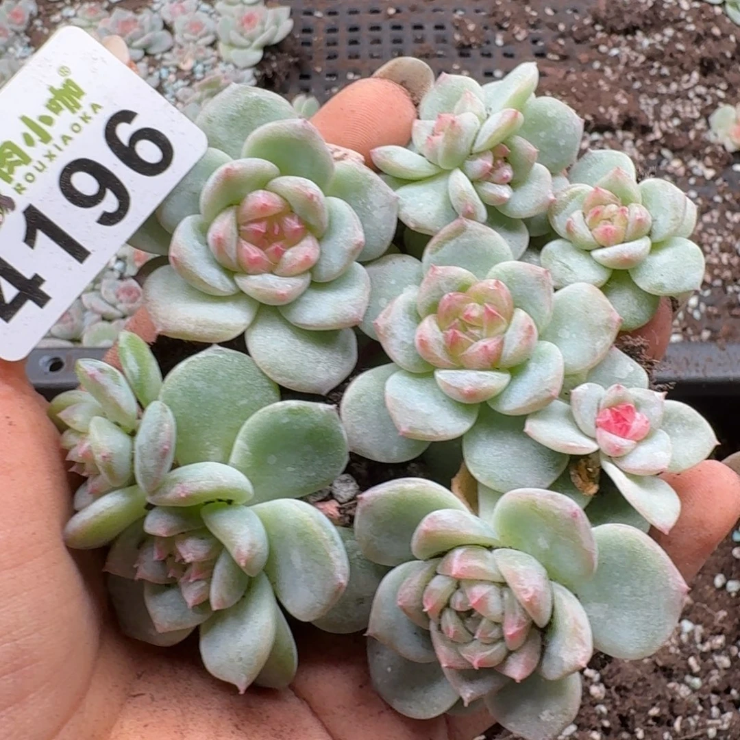 多肉植物多肉植物