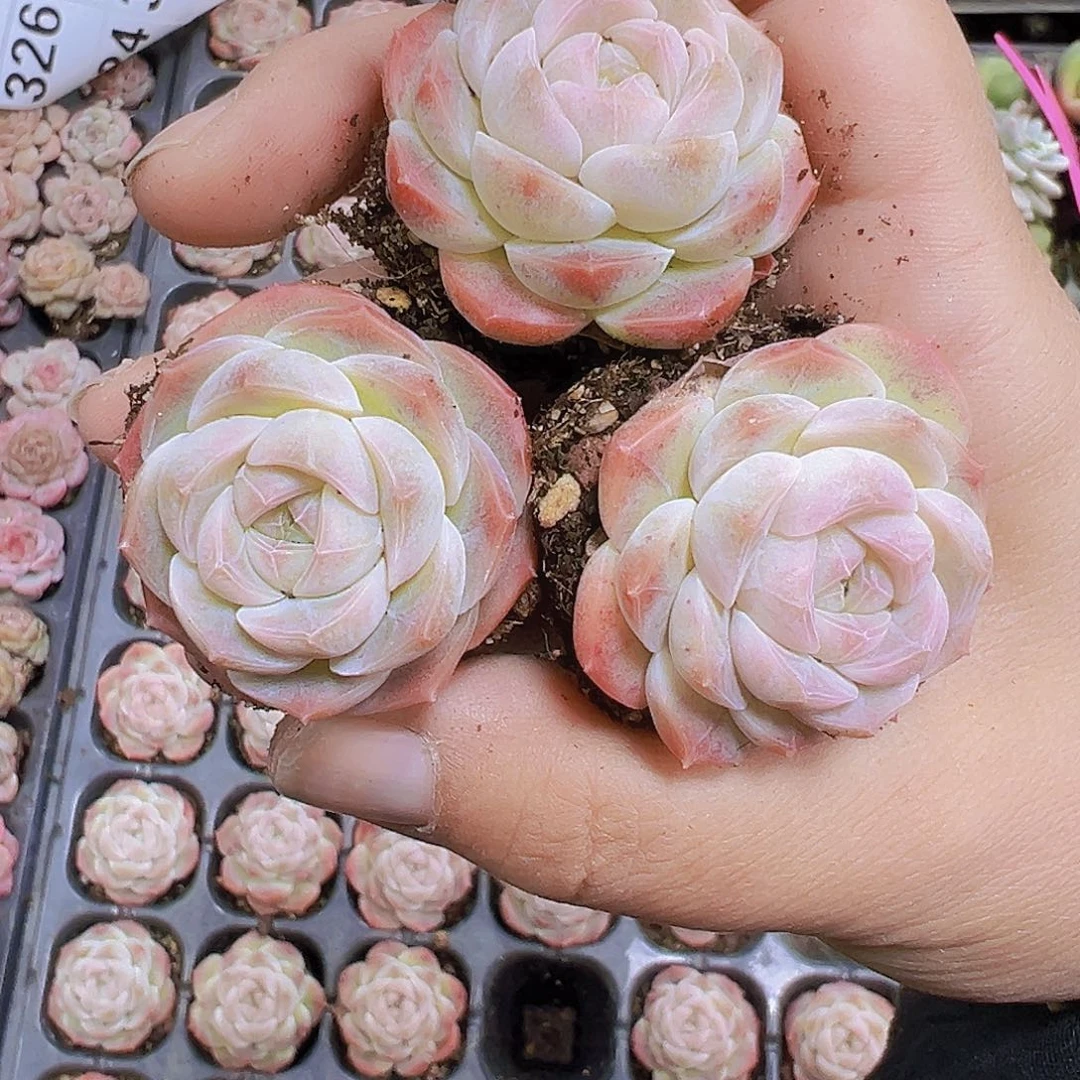 萌宝珍妮3个19包邮多肉