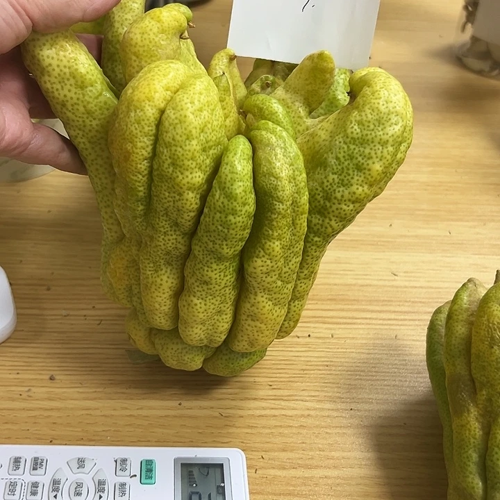 贝***长褚柑佛手柑等经济作物的