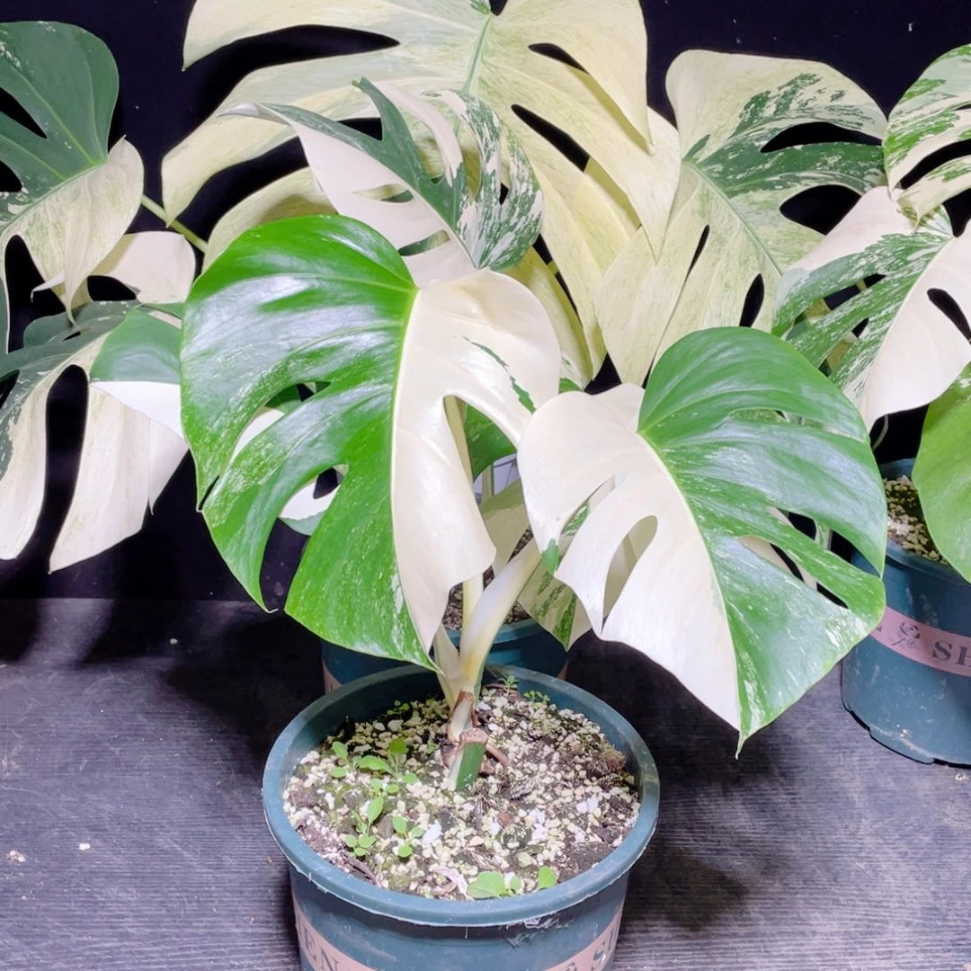 壹***零完全开放006白龟不包蕉叶和叶损