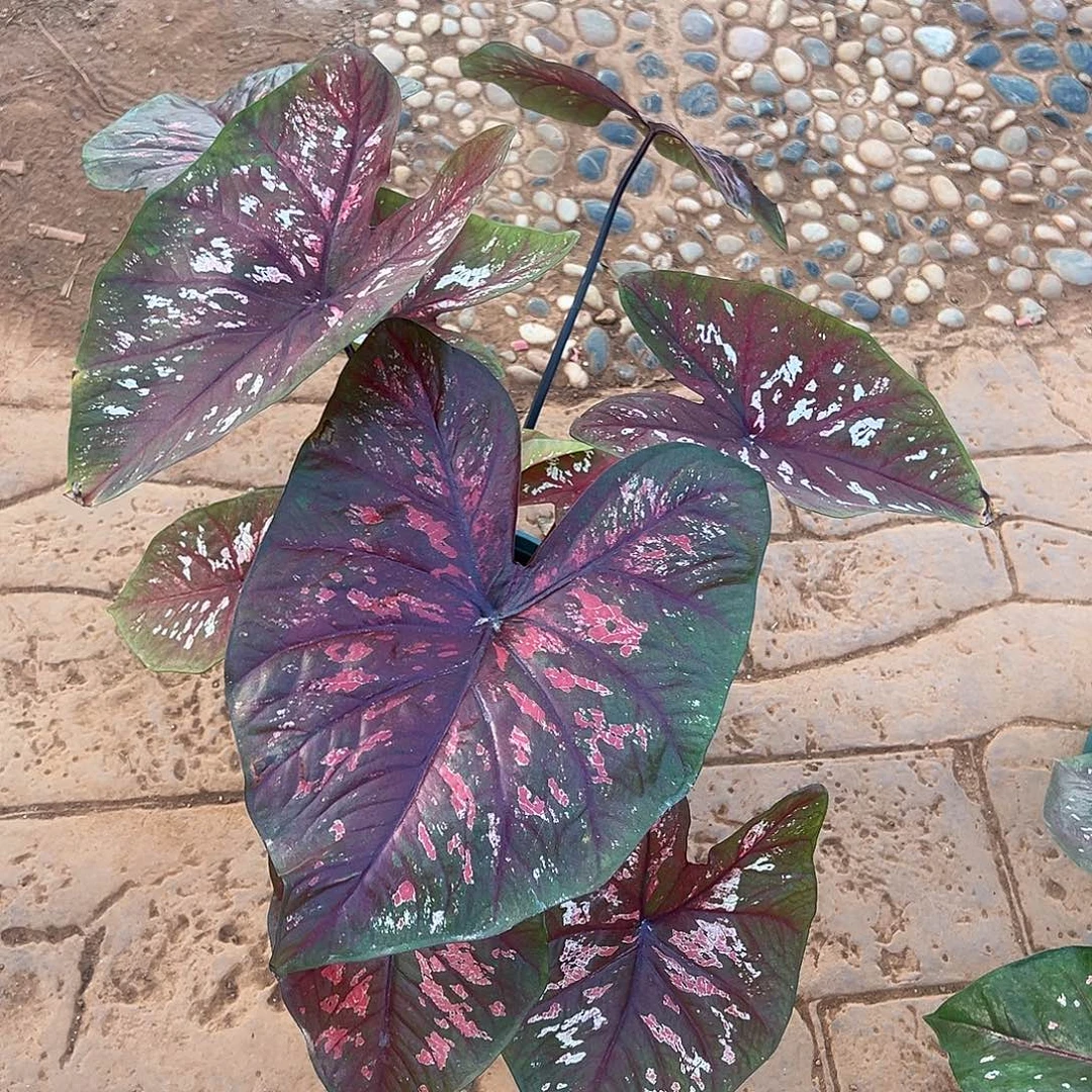 无花朵泰彩养定实生大大球40