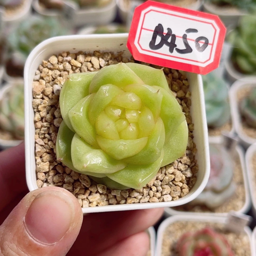 愿***.B450 一物一拍 柠檬芭菲