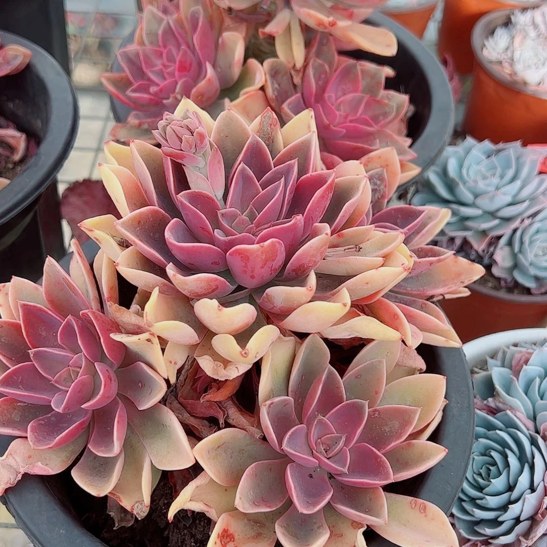 紫气东来多头造型精品