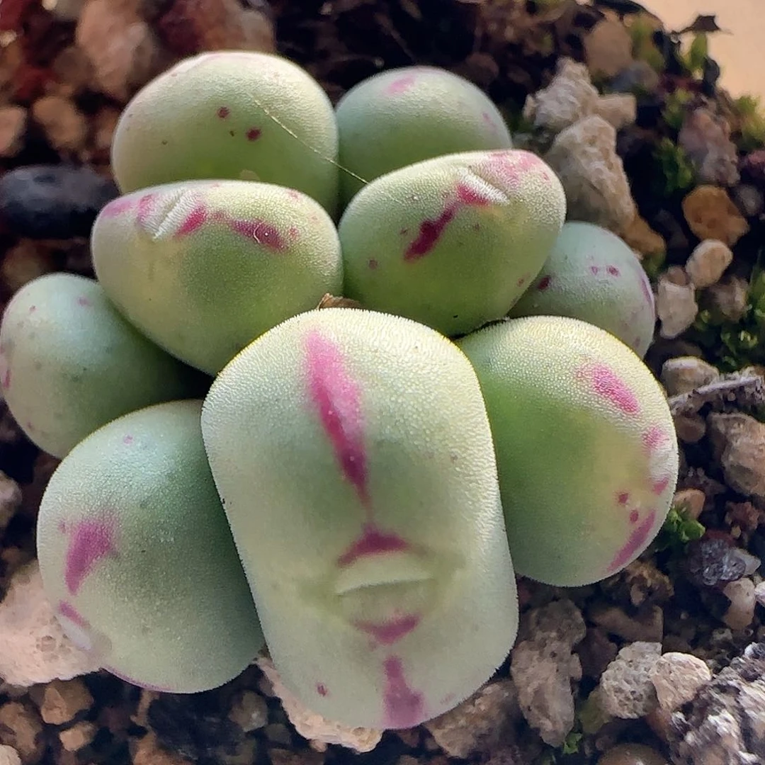 28包邮脱土发货25603