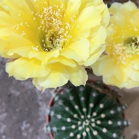 娇媚仙人球，7公分左右