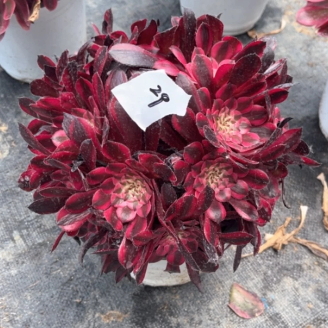 【闪购商品】29红铜白多肉法师